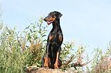 DOBERMANN 644